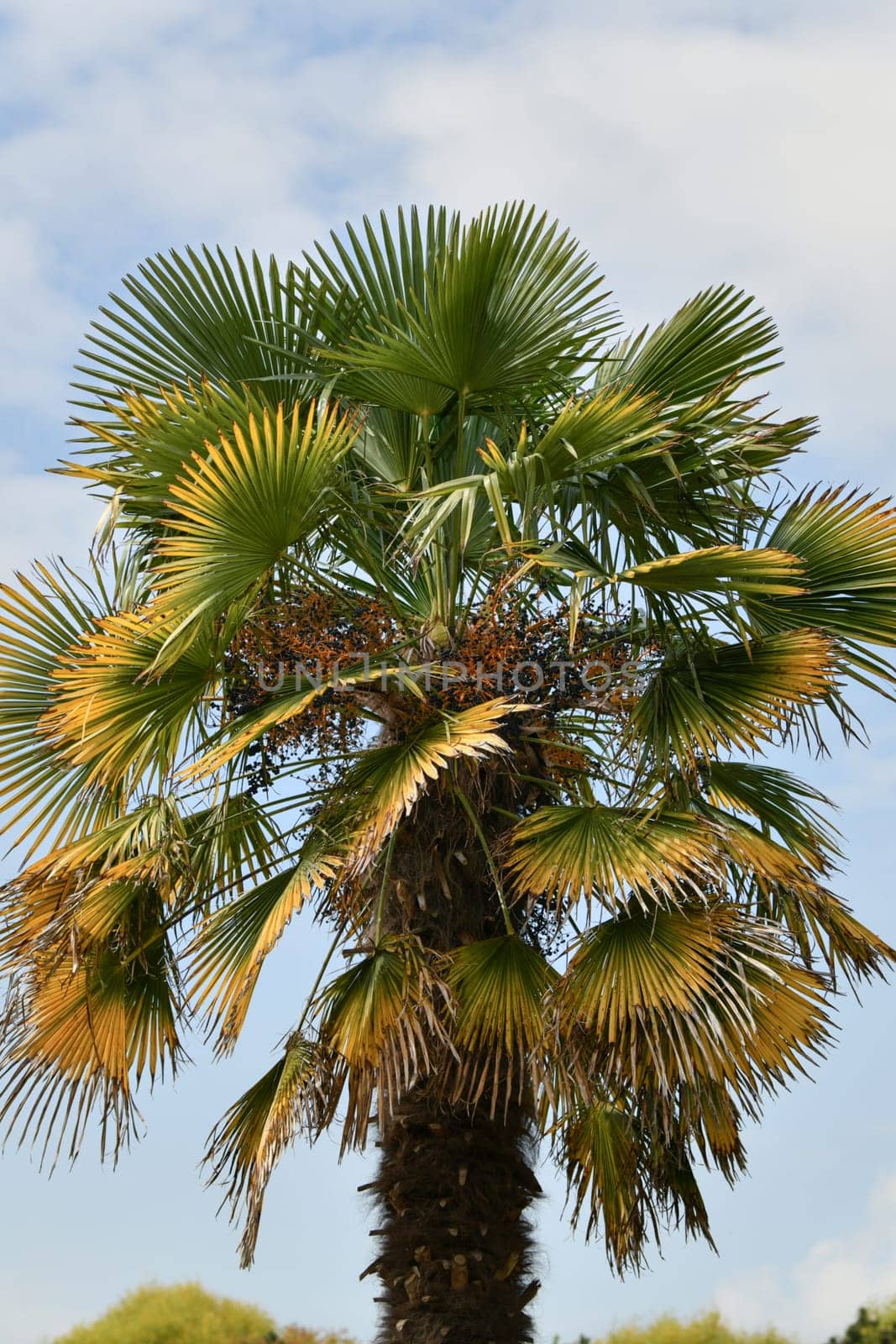 Palm tree against the blue sky
