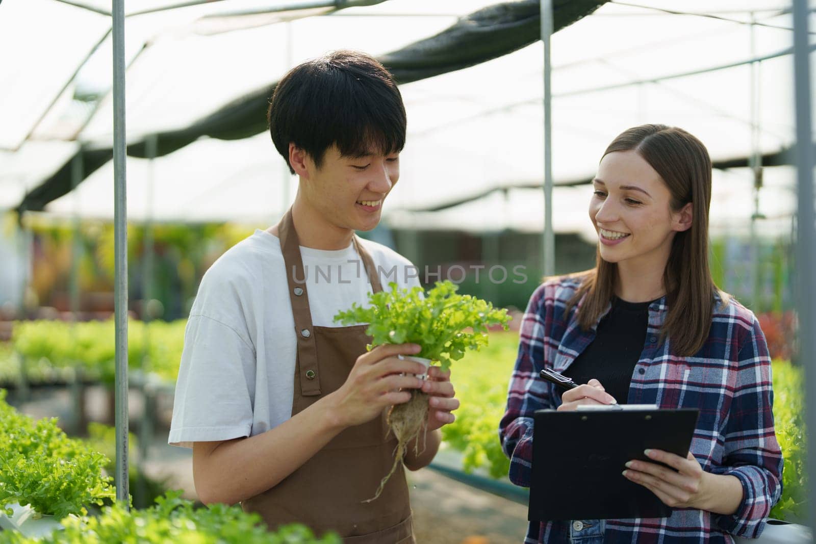 Woman Farmer harvesting vegetable and audit quality from hydroponics farm. Organic fresh vegetable, Farmer working with hydroponic vegetables garden harvesting, small business concepts