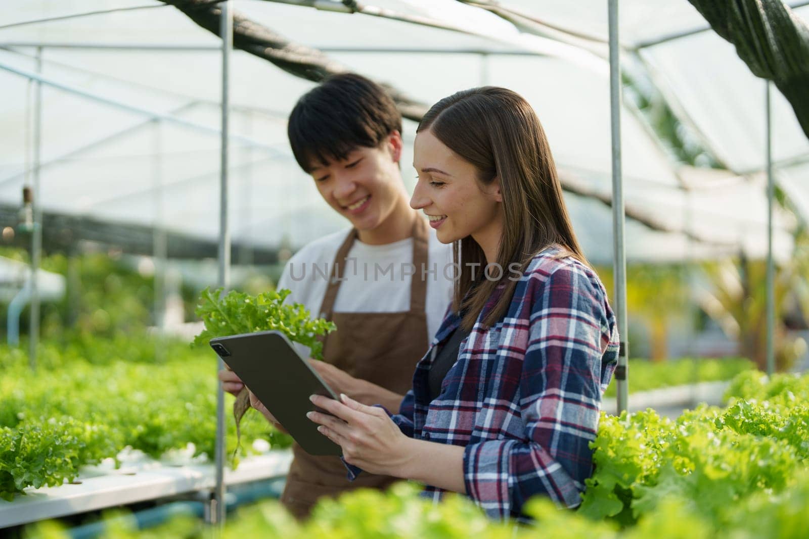 Woman Farmer harvesting vegetable and audit quality from hydroponics farm. Organic fresh vegetable, Farmer working with hydroponic vegetables garden harvesting, small business concepts. by Manastrong