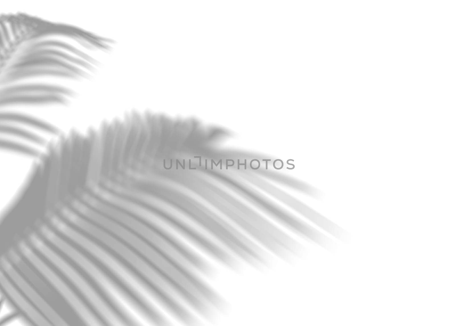 Shadow from palm leaves, overlay effect. Realistic gray shadow on white background. Applicable for product presentation, photos, backdrop. Sun light. 3D render