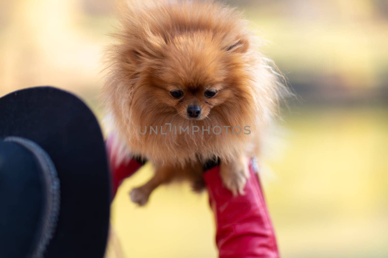 Pomeranian holding hands. A young woman holds a Pomeranian mini-pomeranian in her arms while walking through an autumn park. A woman wearing a red jacket and a black hat