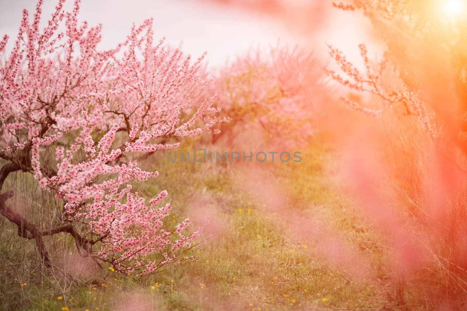 A peach blooms in the spring garden. Beautiful bright pale pink background. A flowering tree branch in selective focus. A dreamy romantic image of spring. Atmospheric natural background by Matiunina