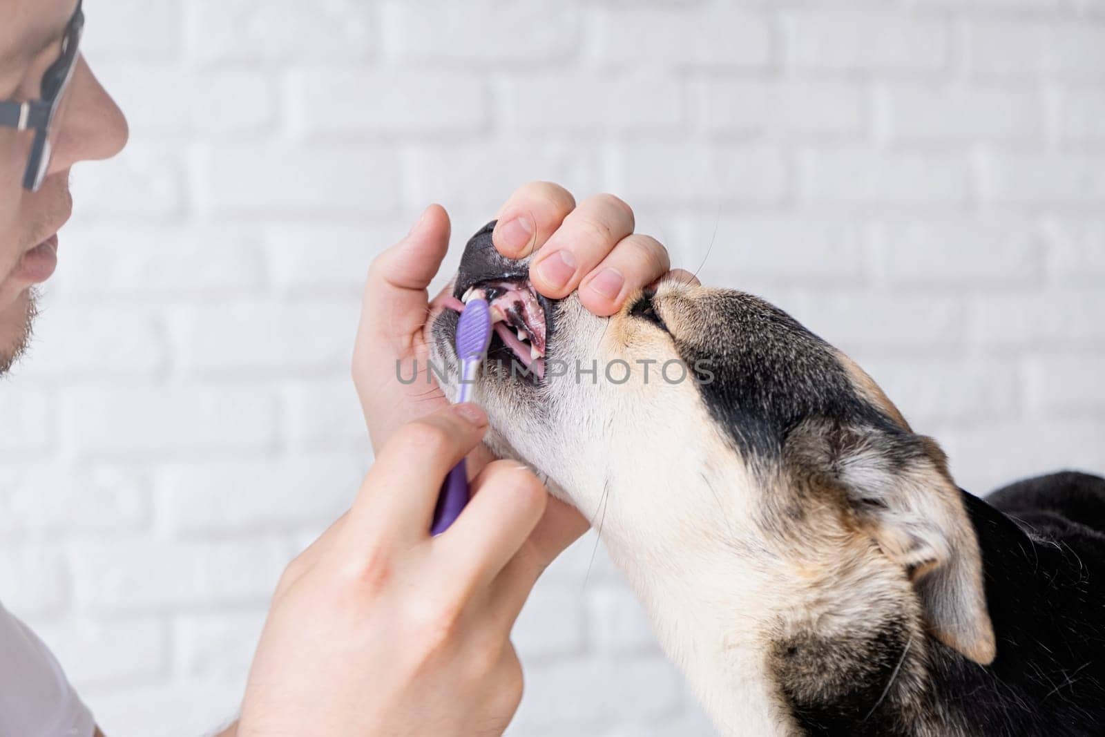 Owner brushing teeth of cute dog at home by Desperada