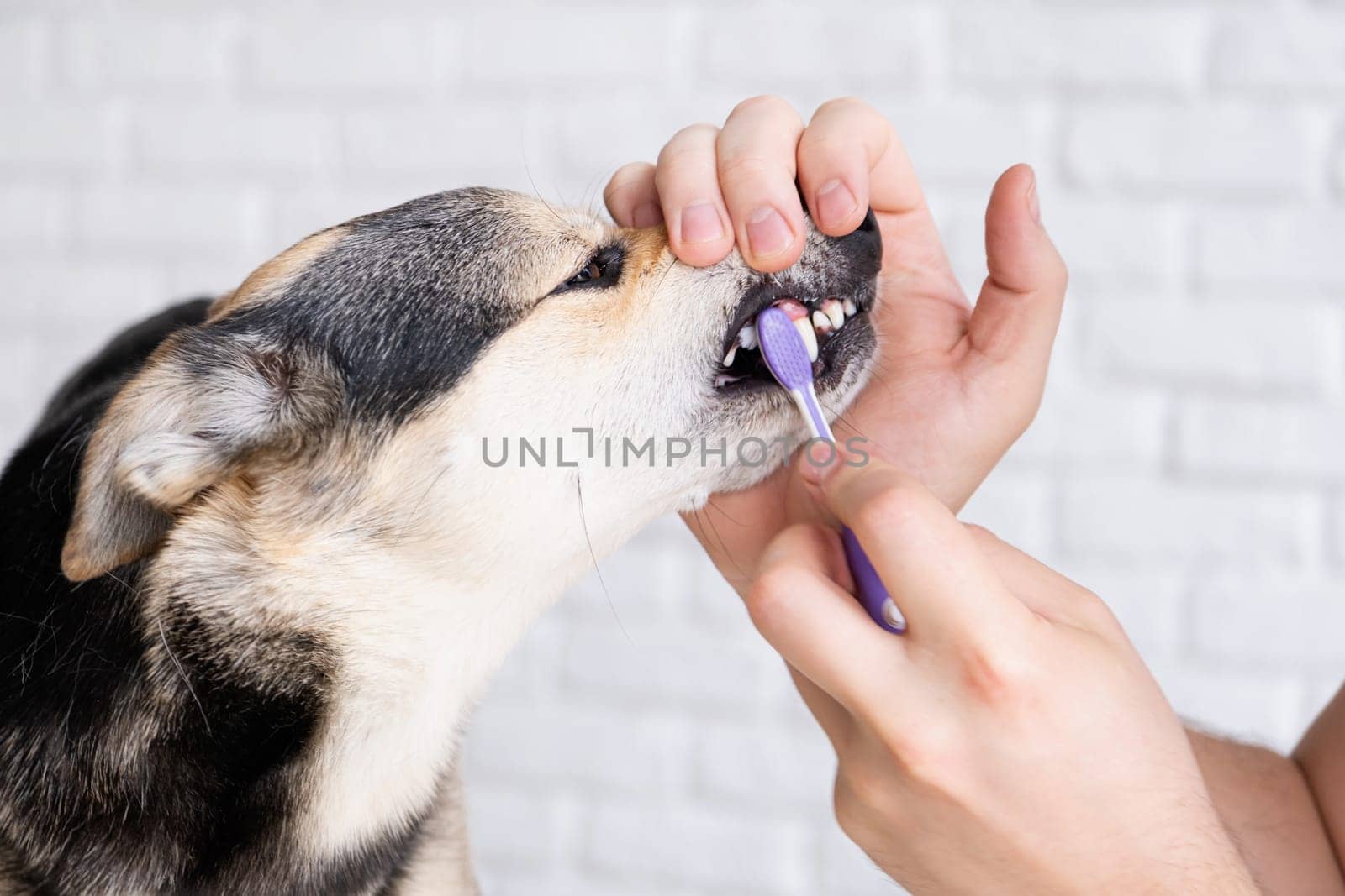 Owner brushing teeth of cute dog at home by Desperada