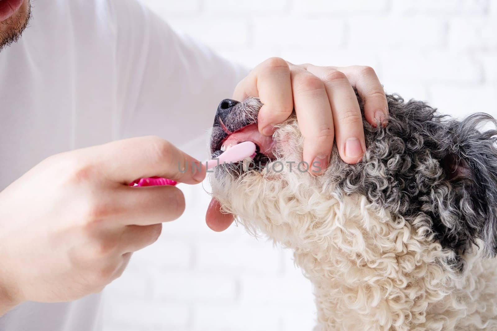 Pet care. Owner brushing teeth of cute mixed breed dog at home