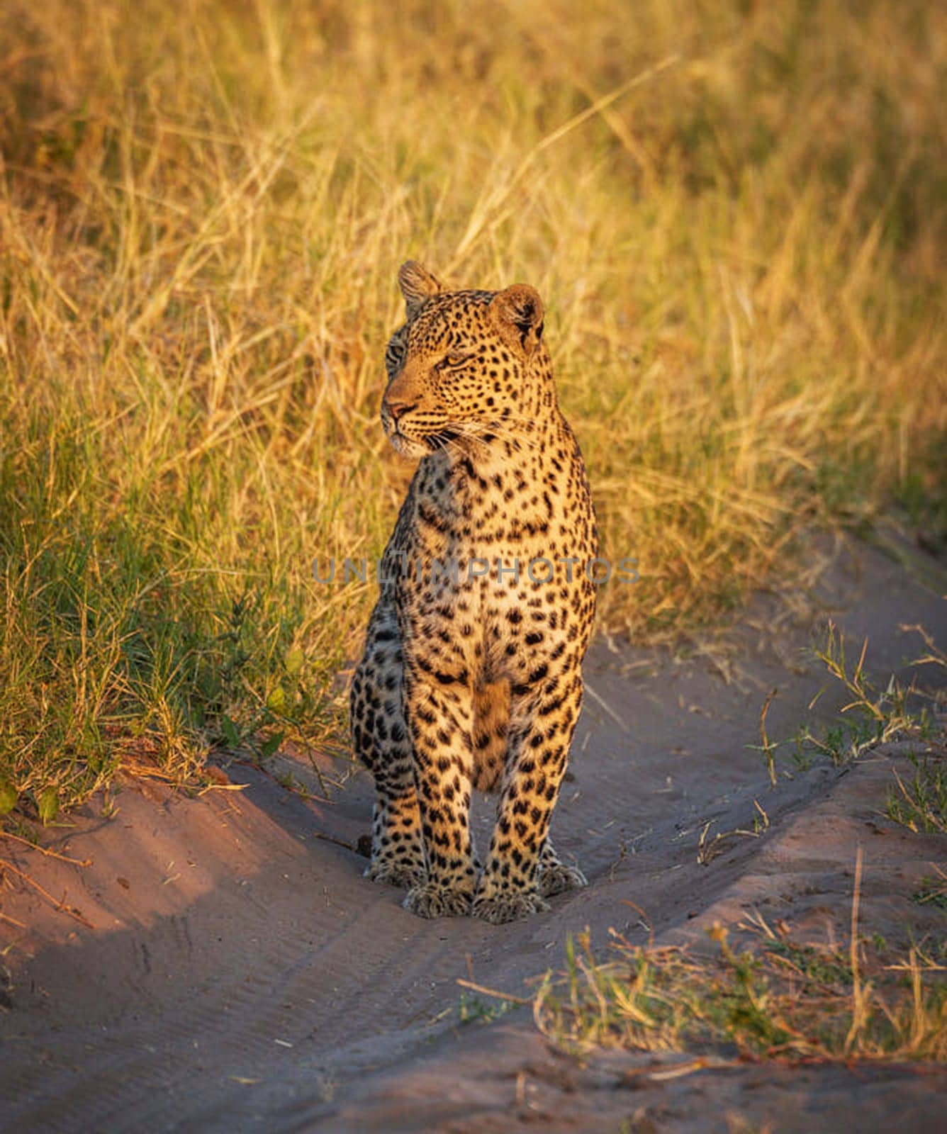 Magical Chobe ,Botswana wildlife  Pictures by TravelSync27