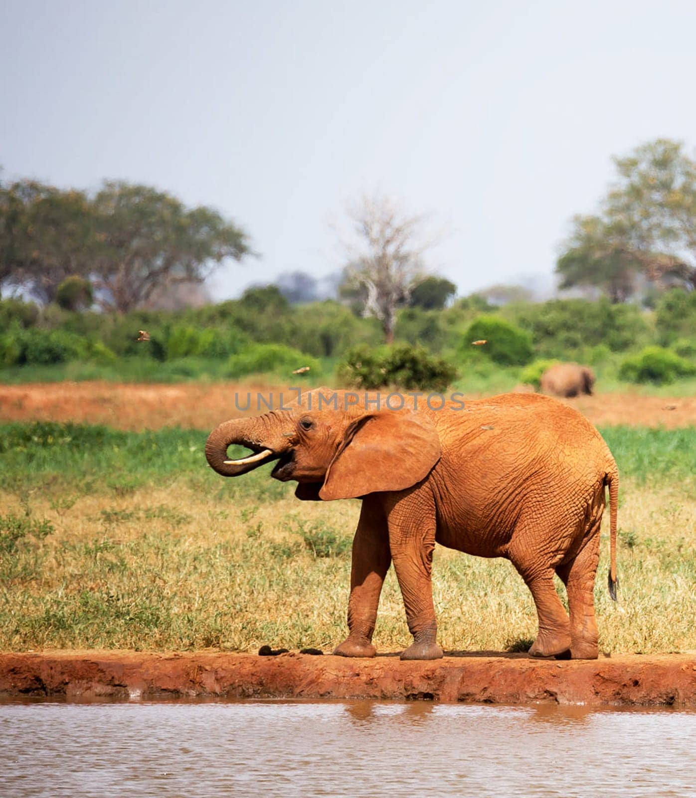 Magical Chobe ,Botswana wildlife  Pictures by TravelSync27