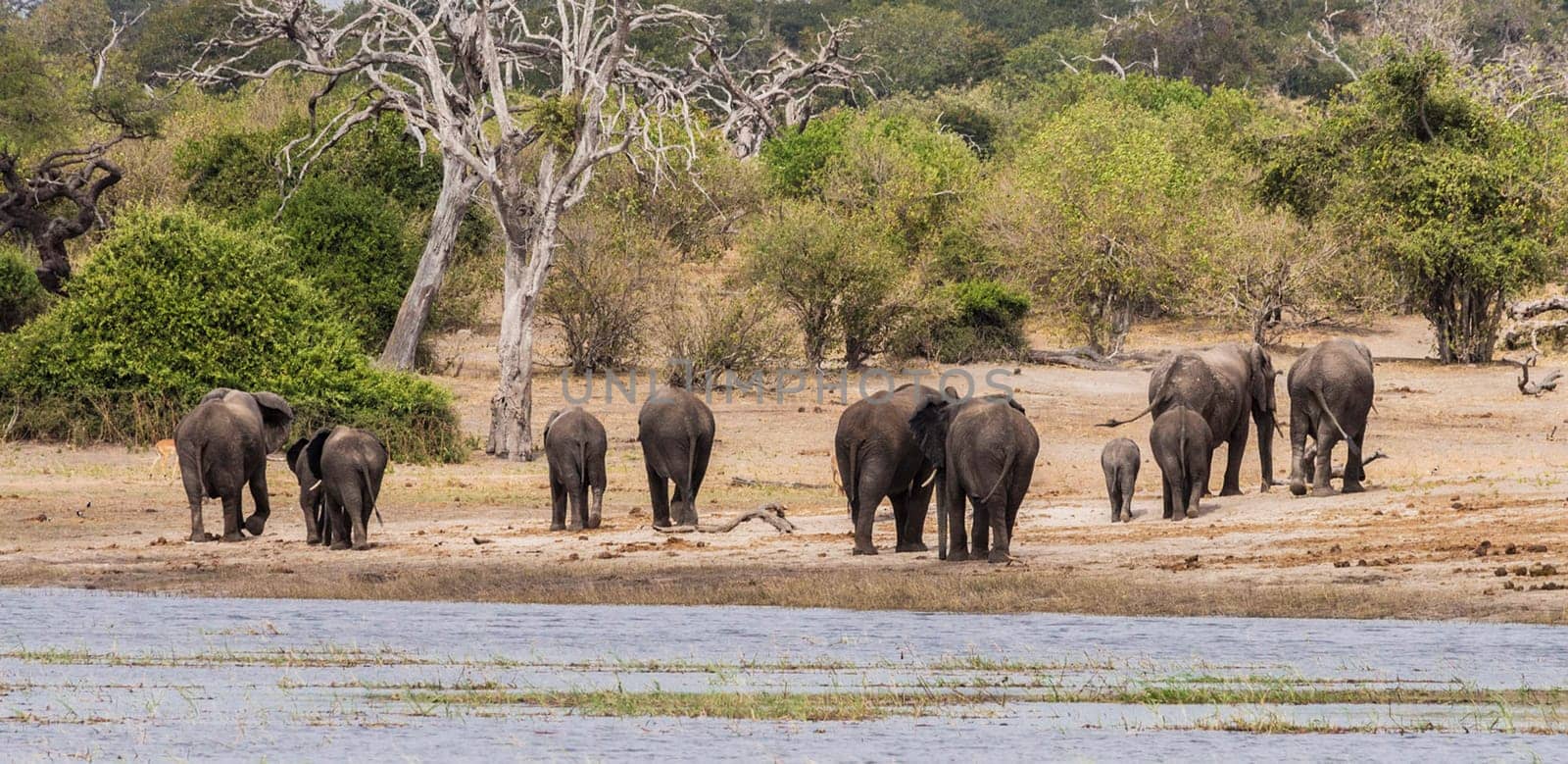 Magical Chobe ,Botswana wildlife  Pictures by TravelSync27