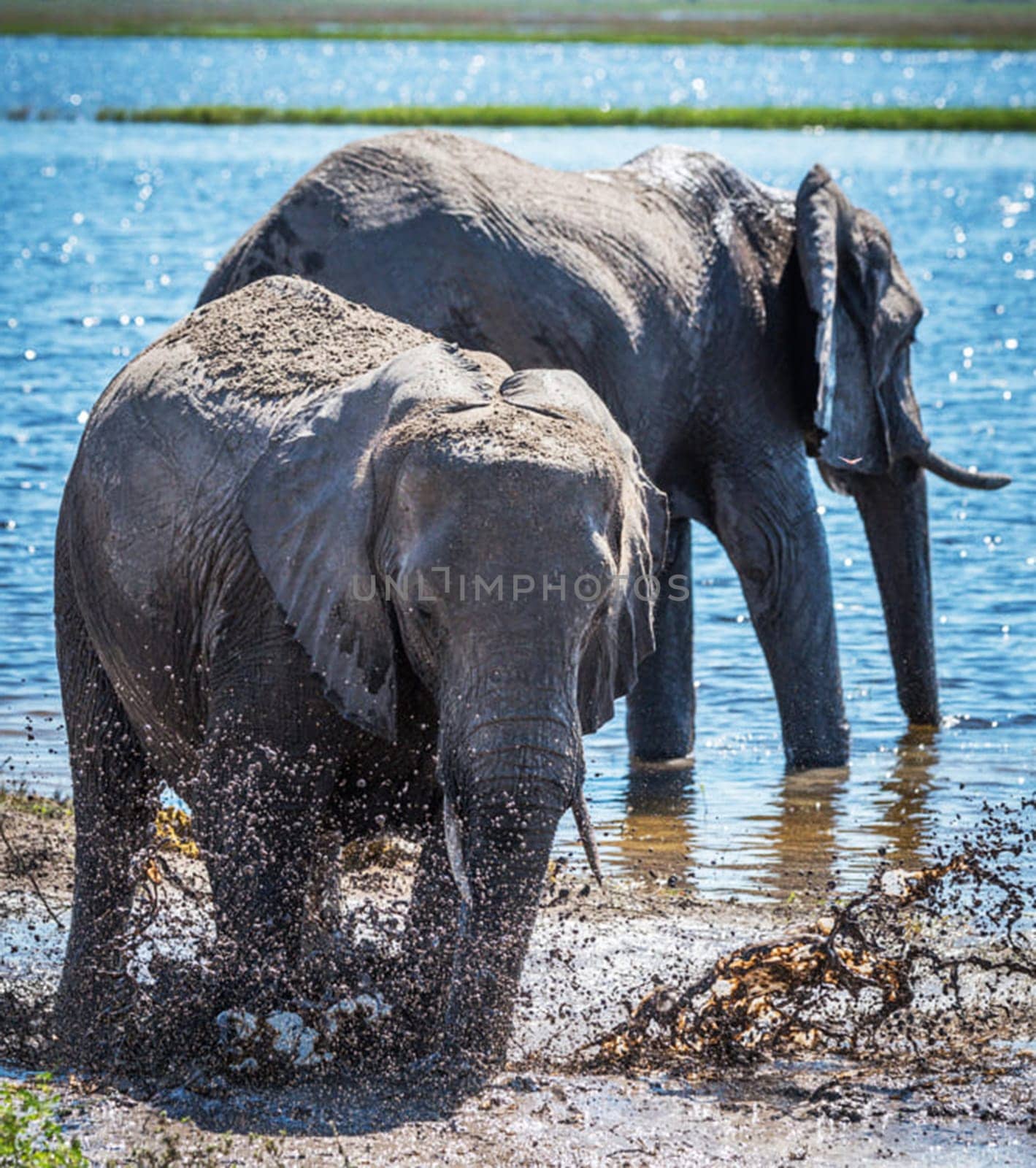 Creative Chobe ,Botswana wildlife  Pictures