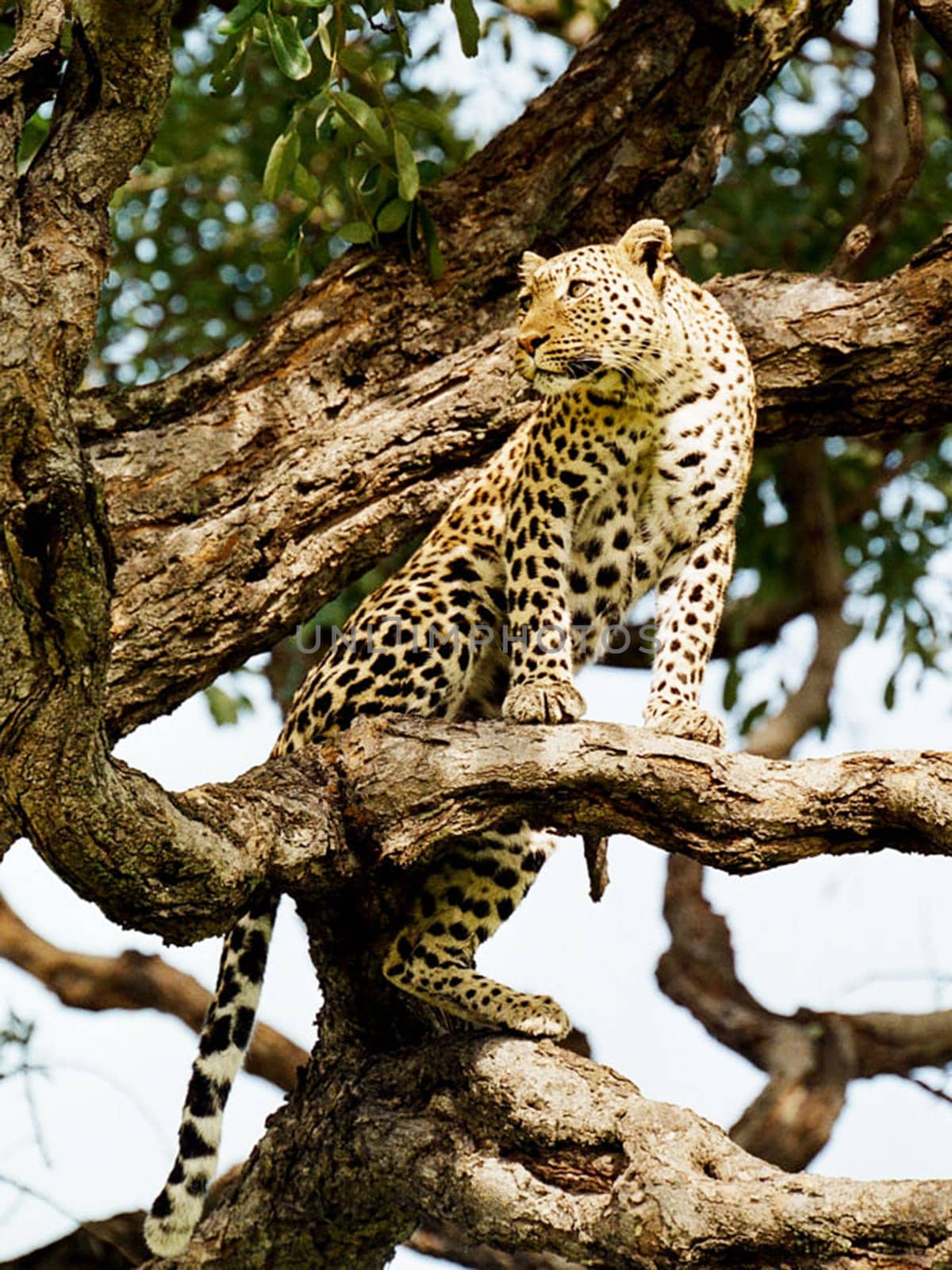 Creative Chobe ,Botswana wildlife  Pictures