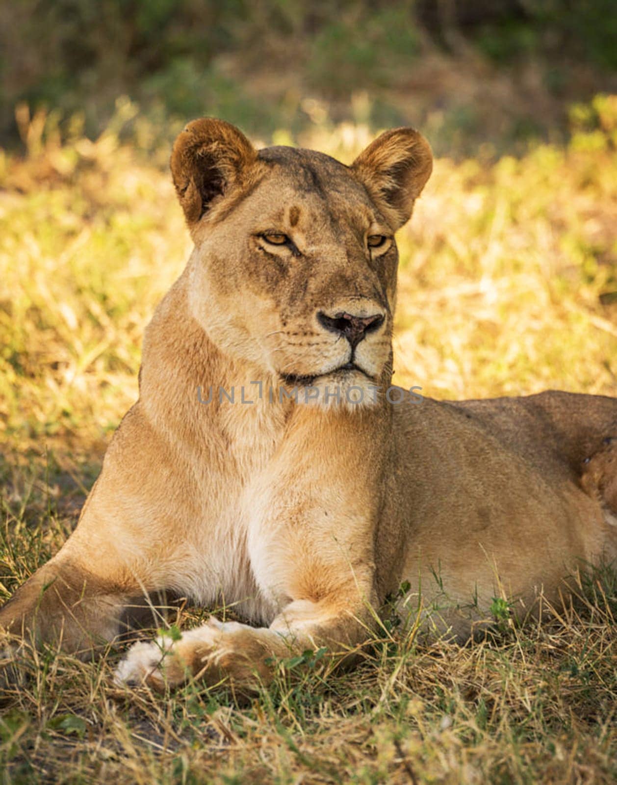 Beautiful Chobe ,Botswana wildlife  Pictures