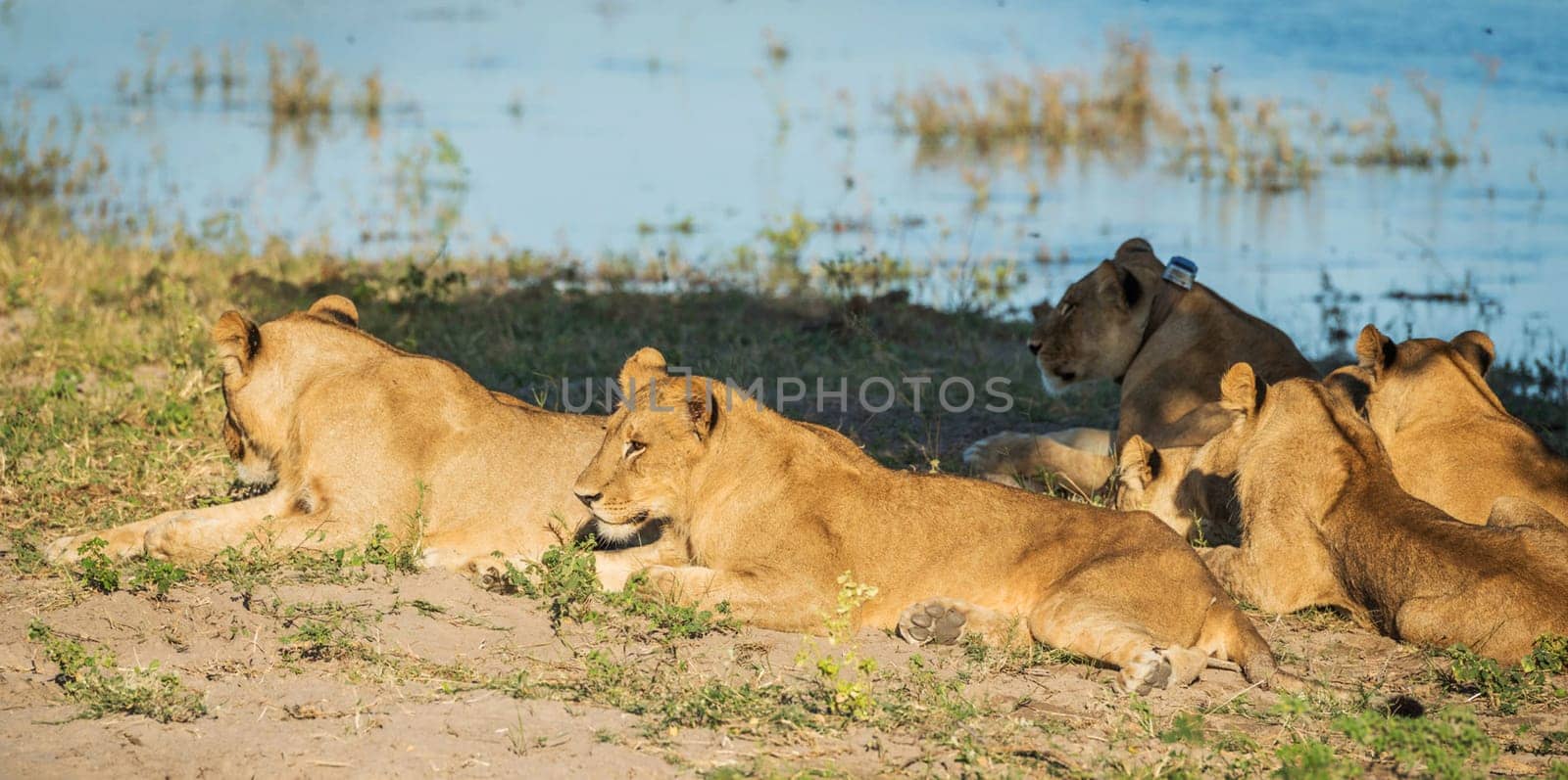 Chobe ,Botswana wildlife  Pictures by TravelSync27
