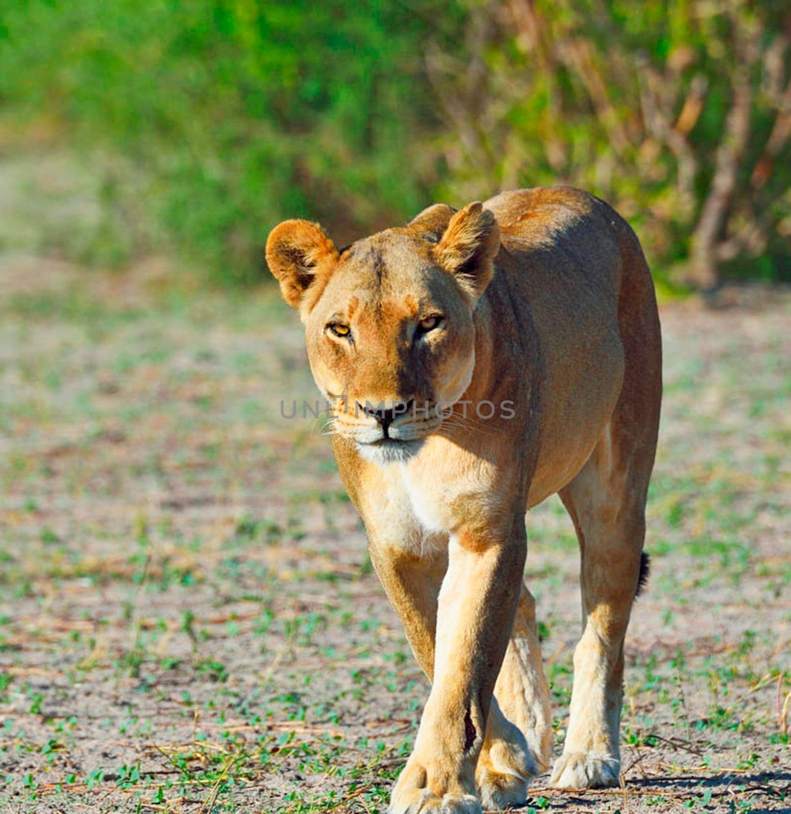 Beautiful Chobe ,Botswana wildlife  Pictures