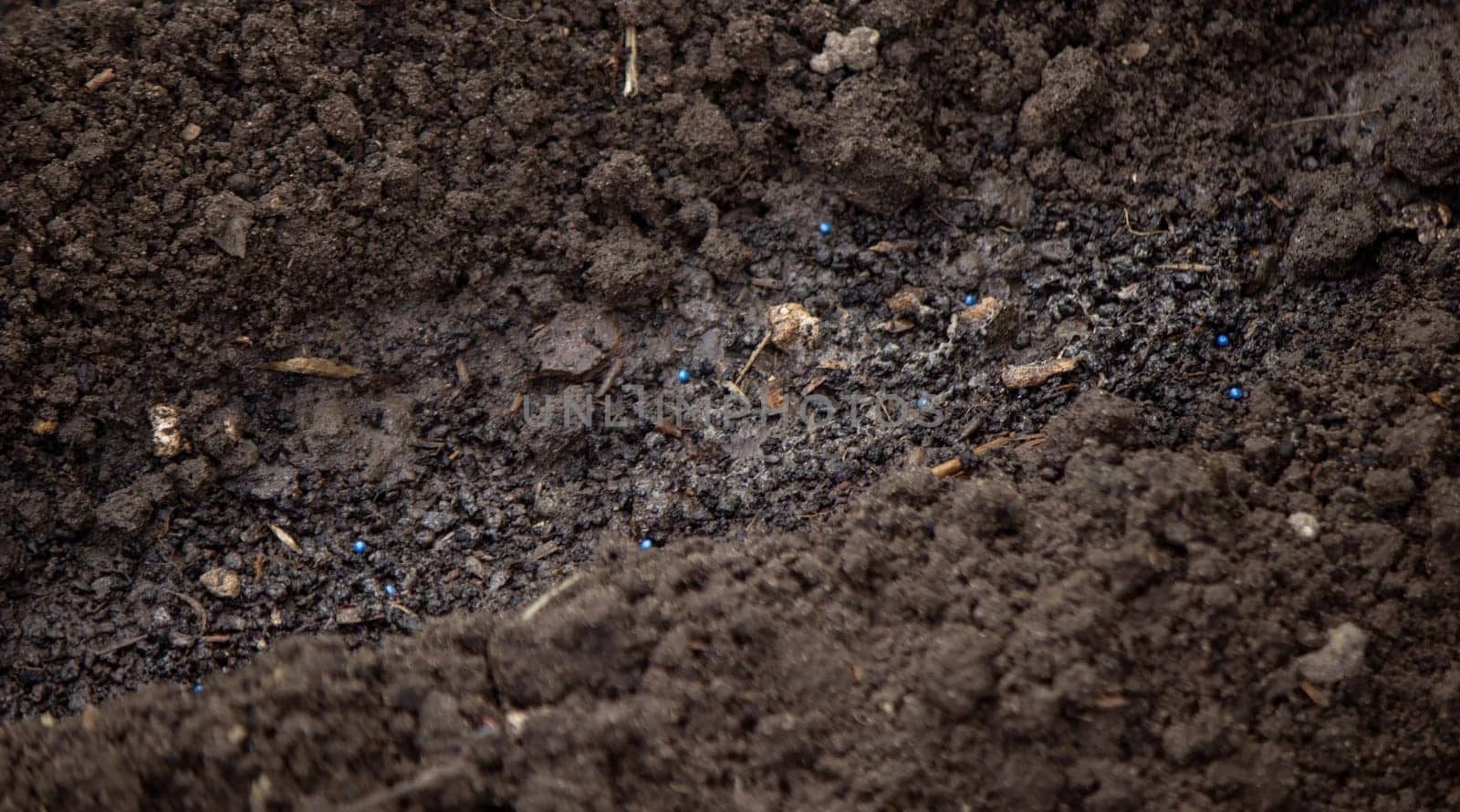 close-up of a farmer's hand sowing cabbage. Selective focus