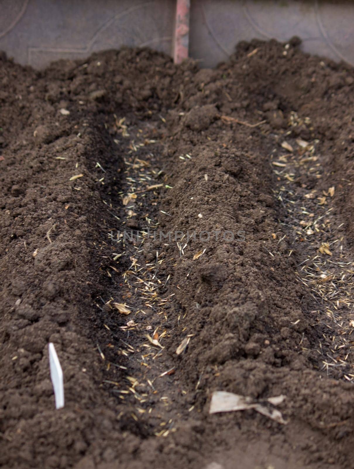 close-up of a farmer's hand sowing cabbage. Selective focus