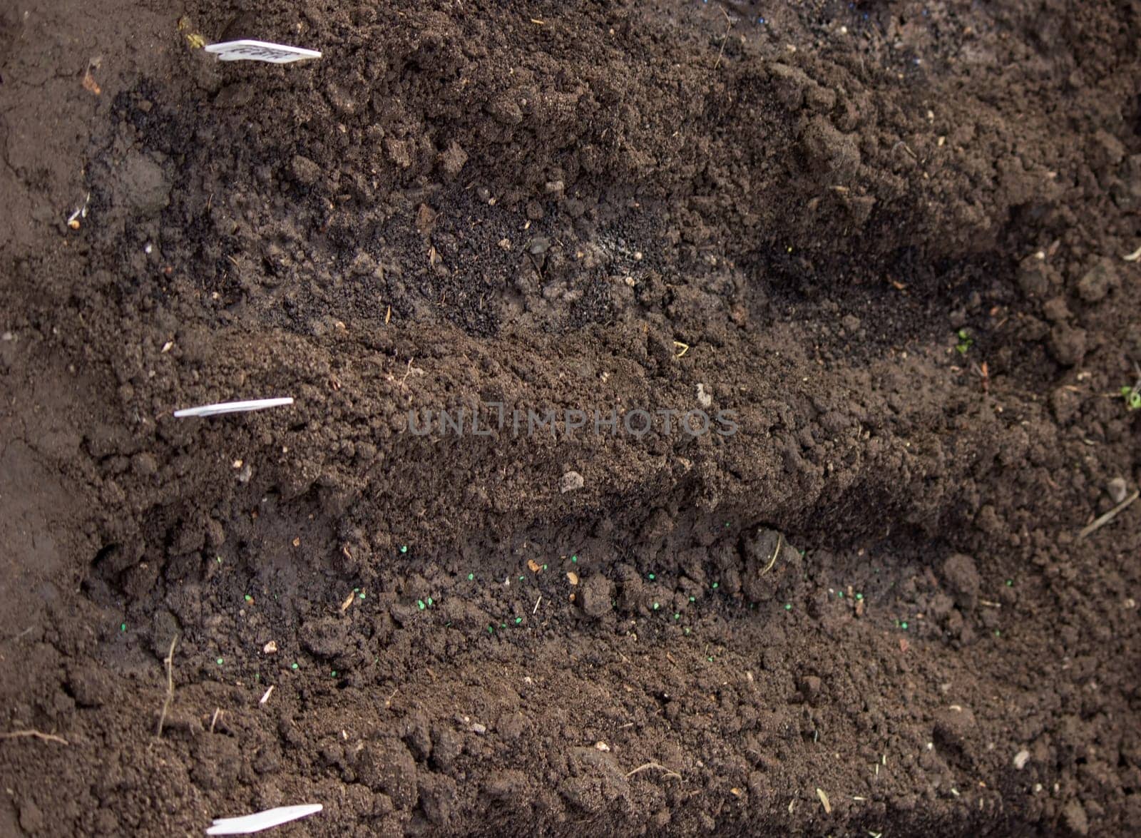 close-up of a farmer's hand sowing cabbage. Selective focus