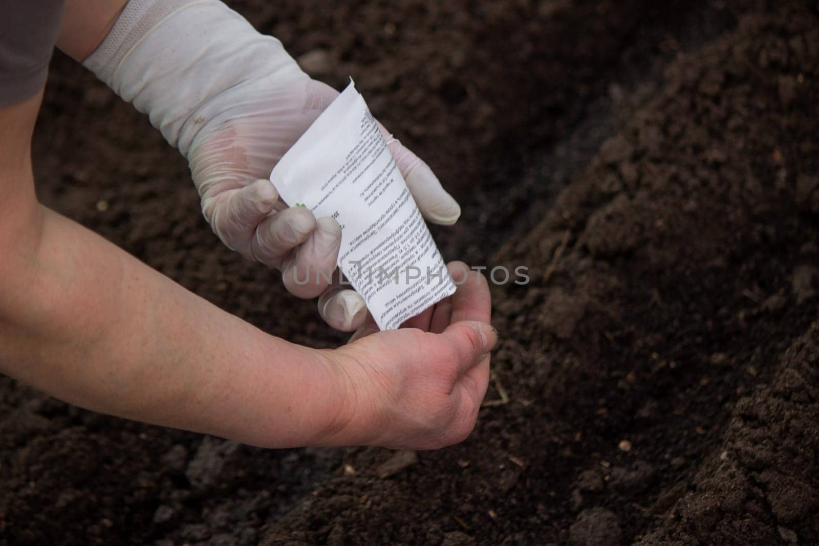 close-up of a farmer's hand sowing cabbage. Selective focus