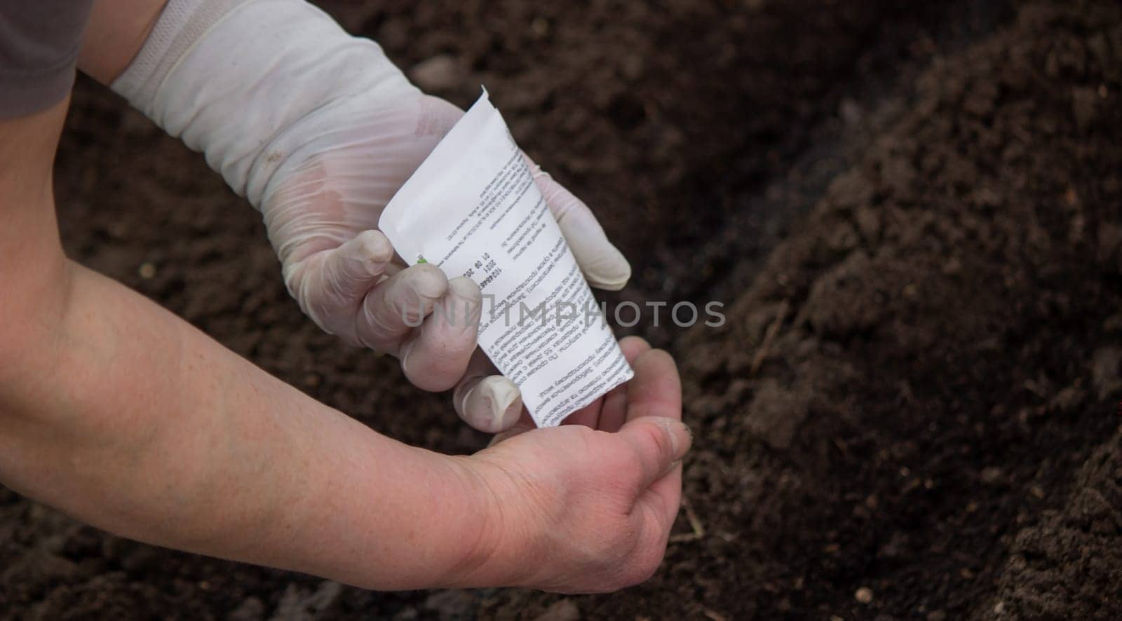 close-up of a farmer's hand sowing cabbage. Selective focus