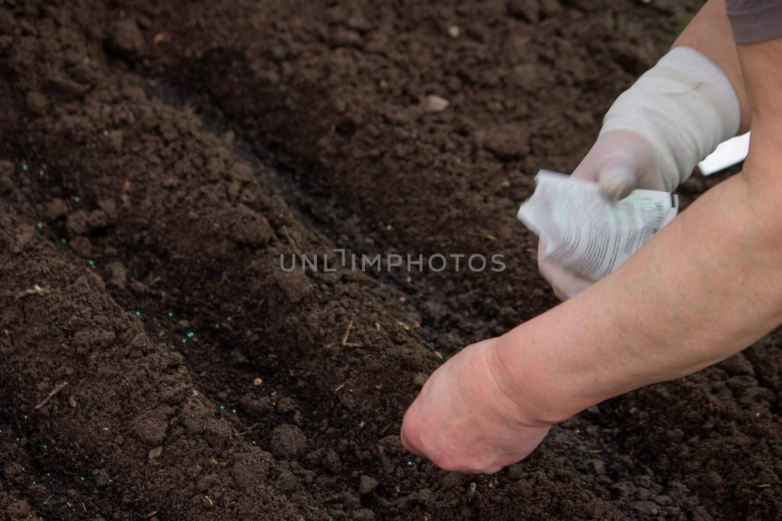 close-up of a farmer's hand sowing cabbage. Selective focus