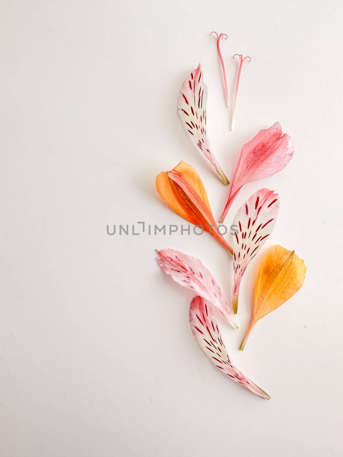 Pattern of flower petals on a white background with space for text by voktybre