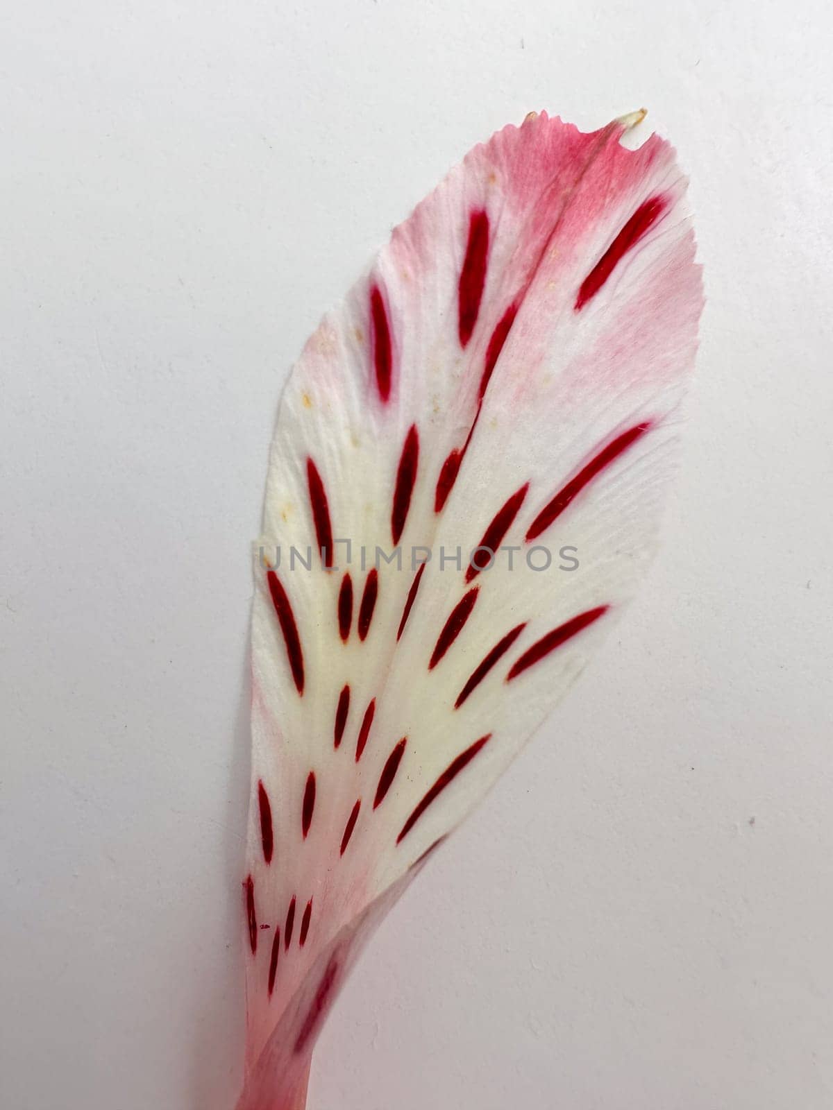Pink Alstroemeria petal with tiger stripes on white background by voktybre