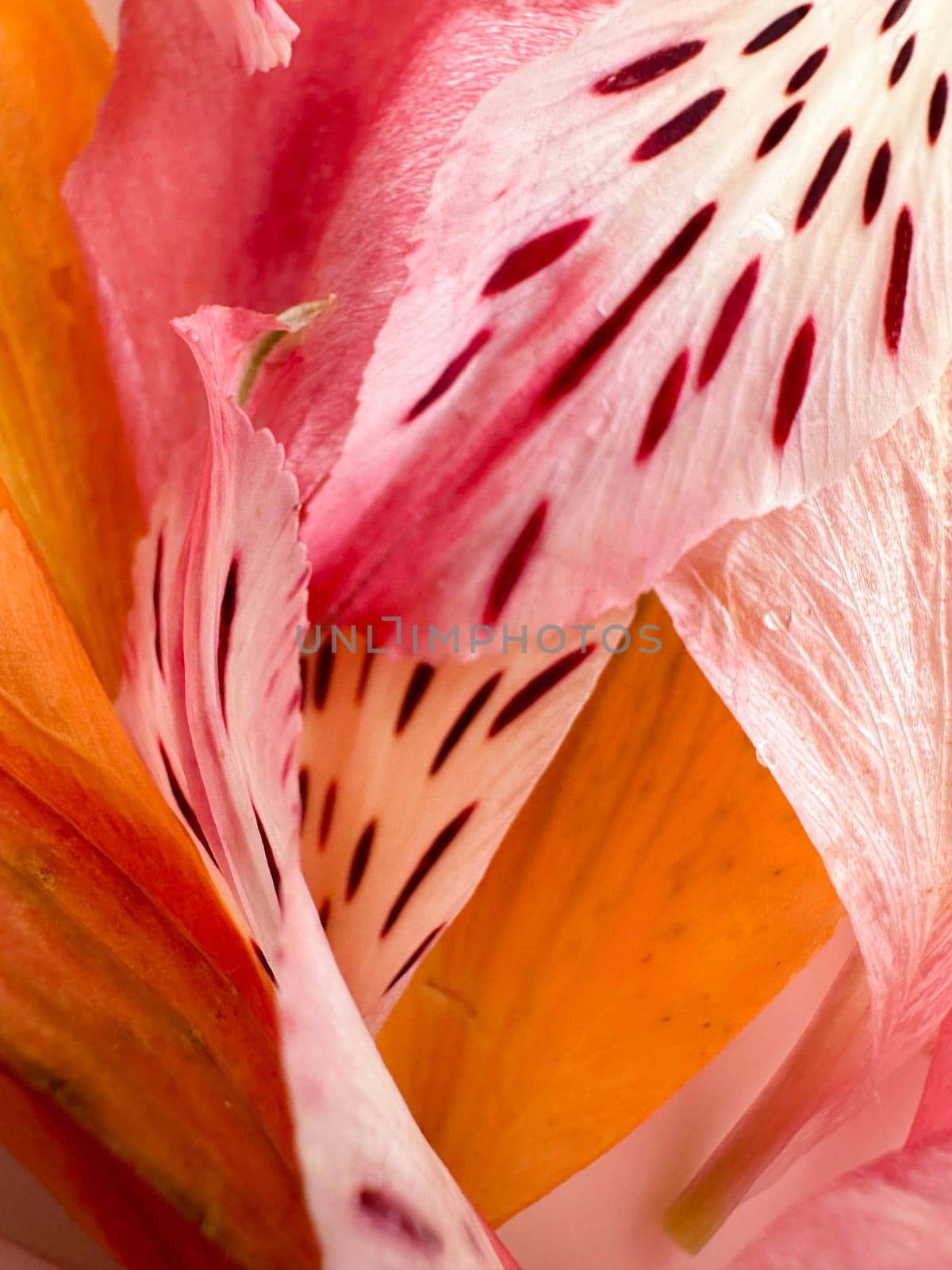 Background of pink petals with stripes, orange - Alstroemeria by voktybre