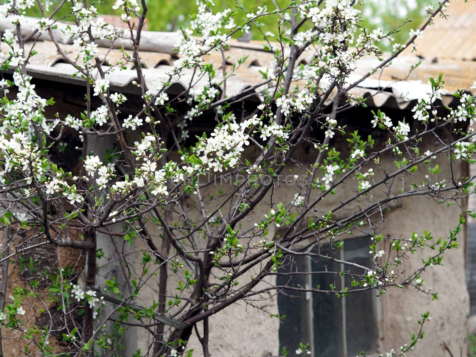 Spring and blossoms against the backdrop of a ruined house. Life goes on. White flowers on the fruit trees. The ruined city of Irpin. The war in Ukraine 2022.
