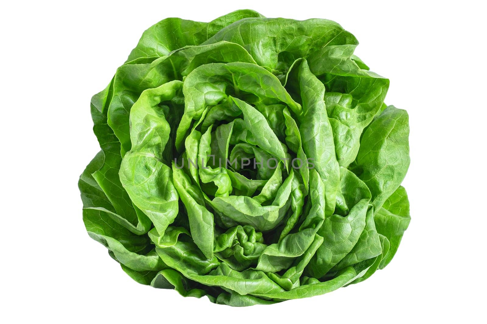 green fresh lettuce vegetable or salad isolated on white back ground.