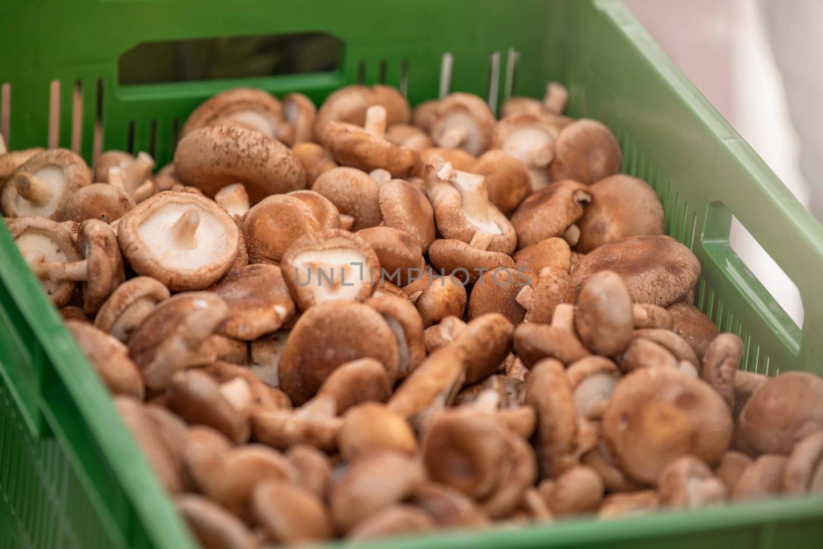 Fresh shiitake mushrooms at the farmers market. Mushrooms in a tray at an Asian market, close-up by SERSOL