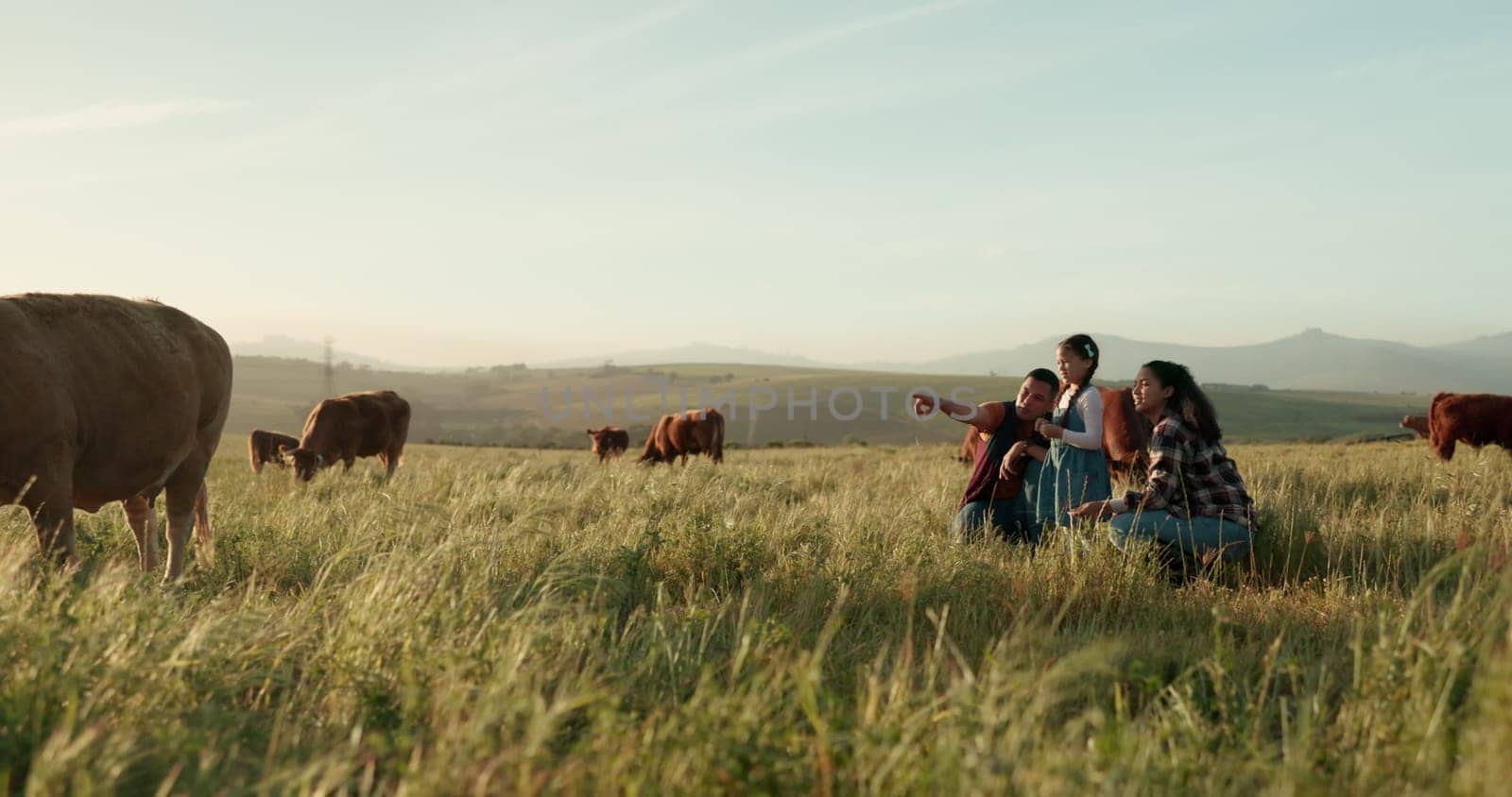 Cattle, cow and farmer with family on a farm bonding, relaxing and enjoying quality time on countryside grass field. Nature, mother and father pointing to animals or cows with his girl, kid or child.