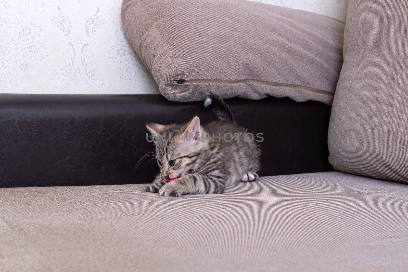 Little Grey Kitten Playing with Toy Mouse close up