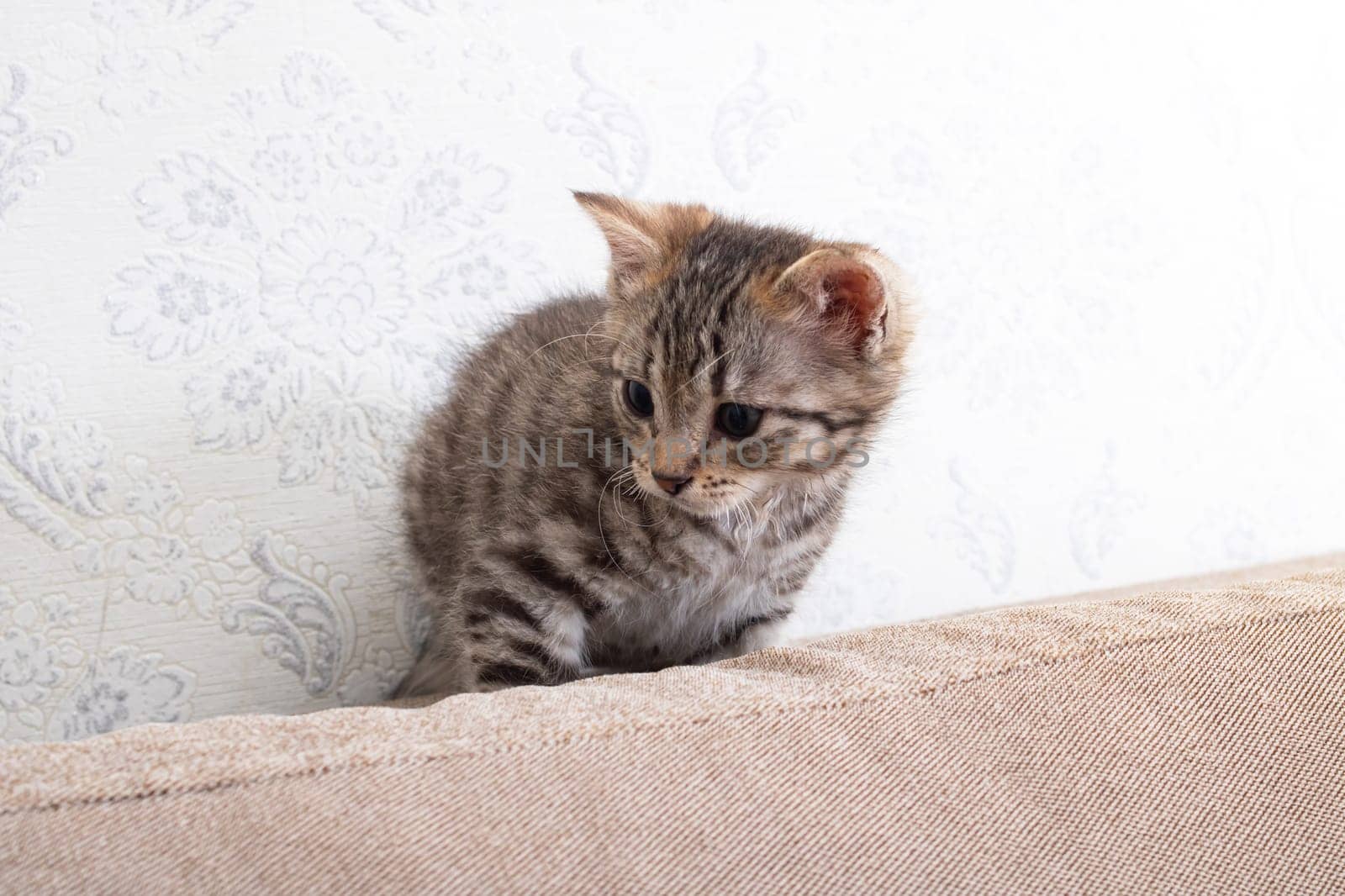 Gray kitten between cushion of sofa close up