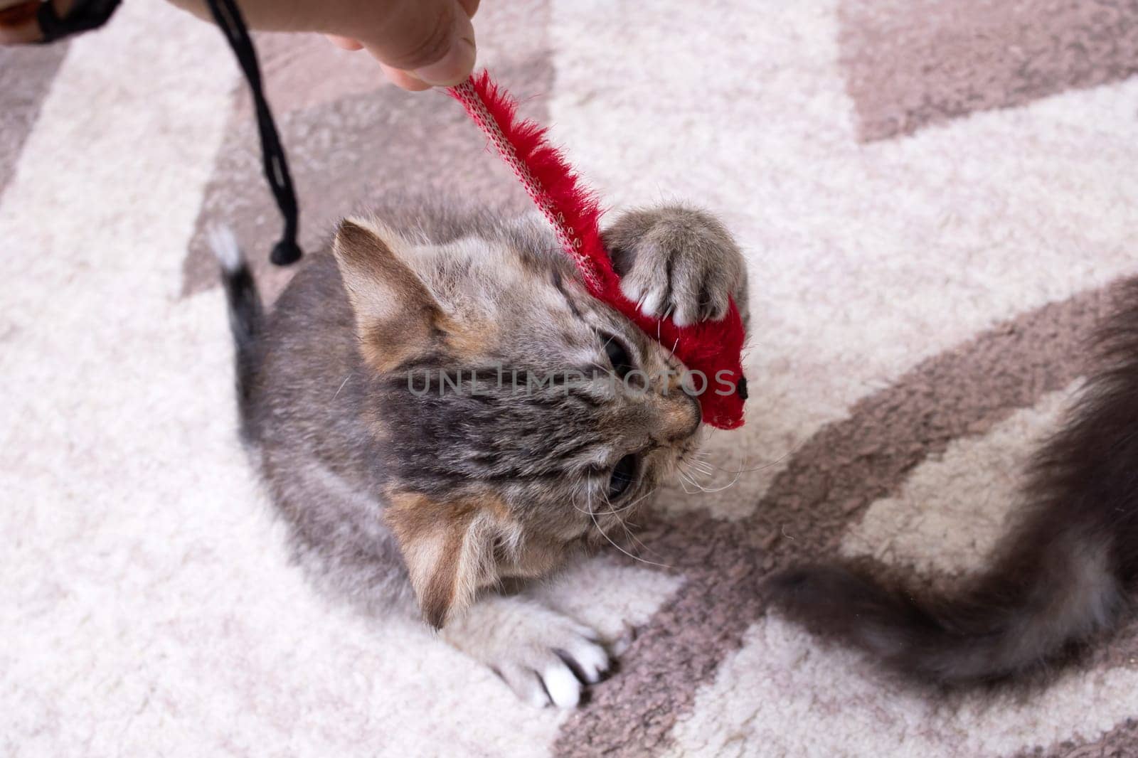Little Grey Kitten Playing with Toy Mouse close up