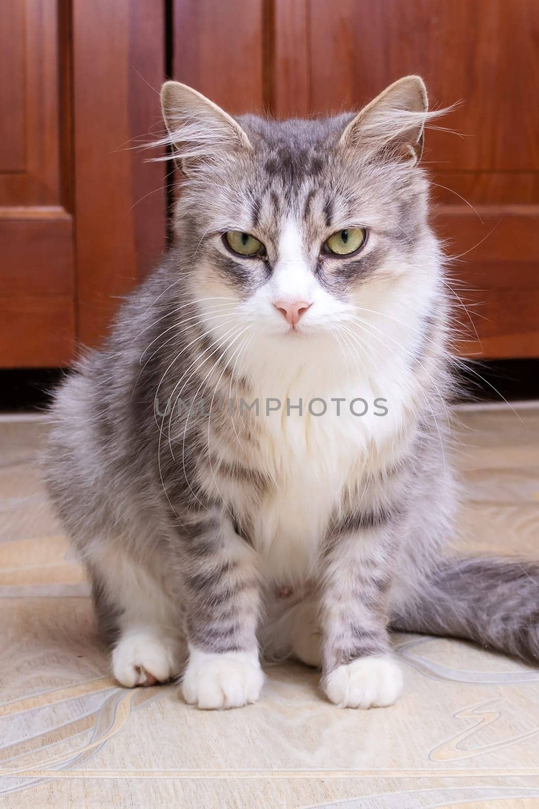 Gray fluffy cat sitting by the door close up