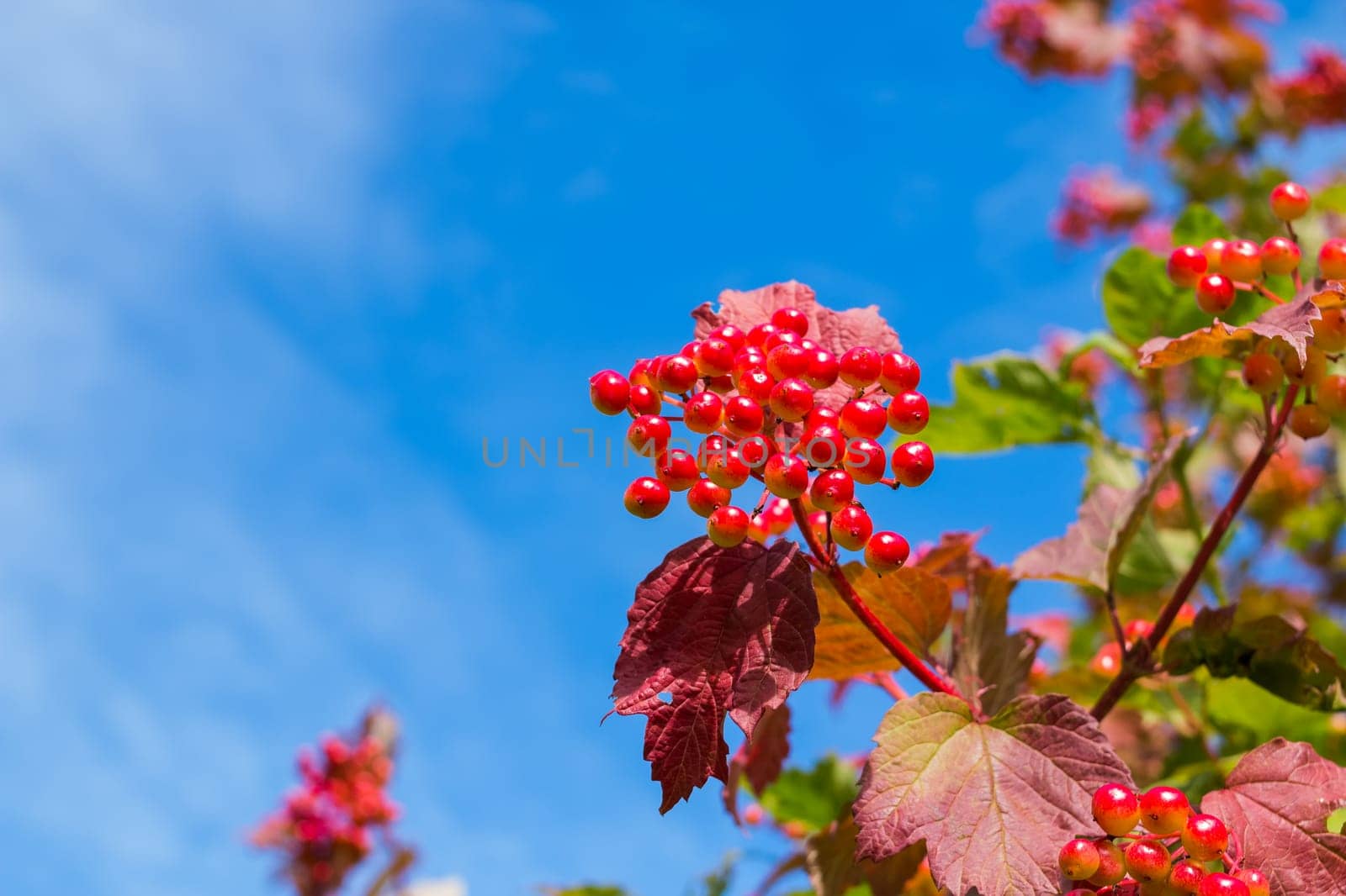 signs of autumn - ripe viburnum berries and yellow autumn leaves on blue sky