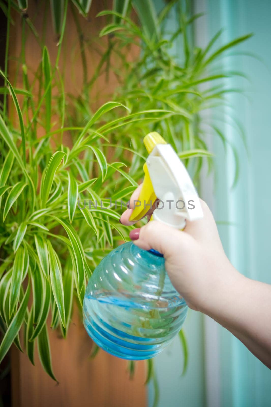 people, gardening, flower planting and profession concept - close up of woman or gardener hands spraying roses with sprayer in pot at home