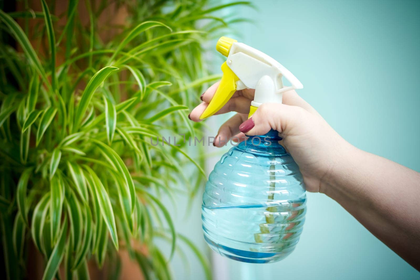people, gardening, flower planting and profession concept - close up of woman or gardener hands spraying roses with sprayer in pot at home
