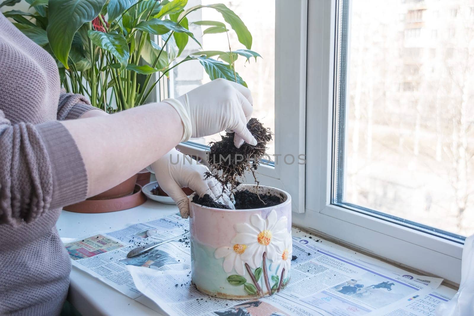 Woman's hands transplanting plant a into a new pot. Home gardening relocating house plant