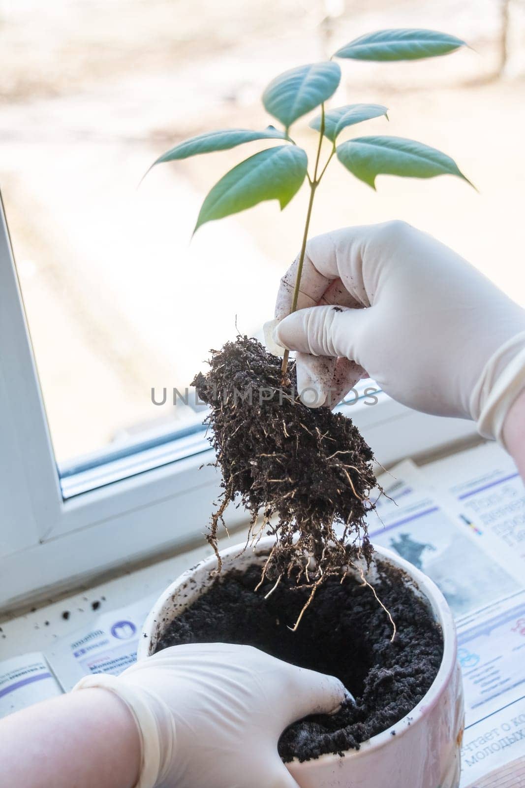 Woman's hands transplanting plant a into a new pot. Home gardening relocating house plant