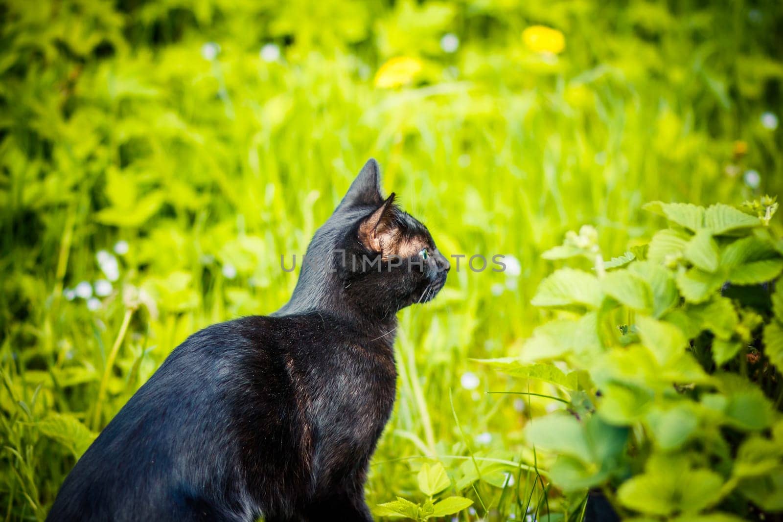 Black cat in the green grass.Cute black cat lying on green grass and looking mistrustfully . Black cat superstition as bringer of bad luck or good luck. Black cat appreciation day.