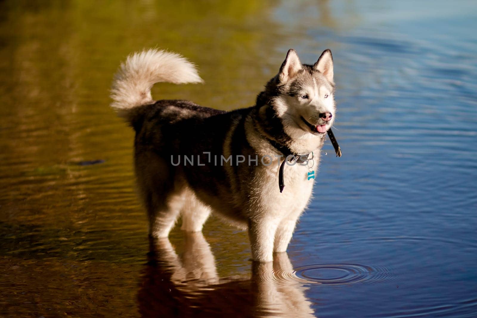 A young Siberian husky male dog is sitting near a big pool with blue water. A dog has grey and white fur. The background is blue.