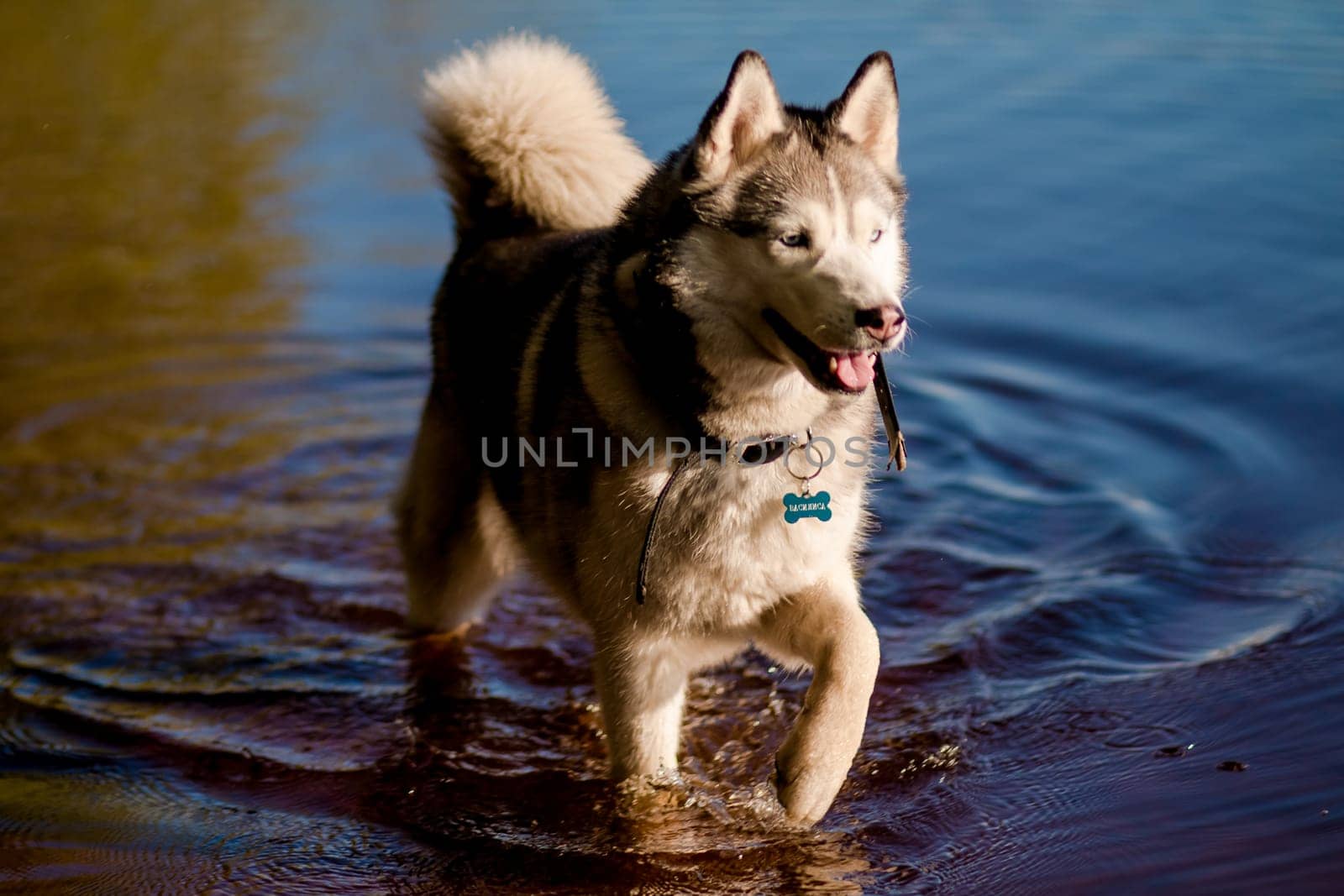 A young Siberian husky male dog is sitting near a big pool with blue water. A dog has grey and white fur. The background is blue.