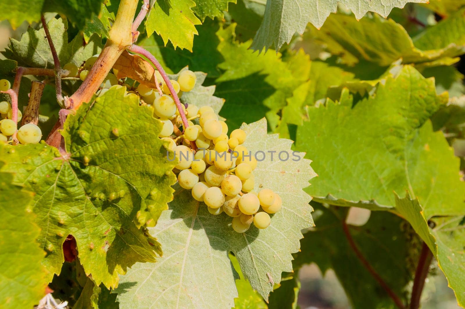 not ripe berry. bunch of unripe green grapes. Fresh green grapes on the vine in sunlight. Not yet ripe grapes growing on a vine in a field.