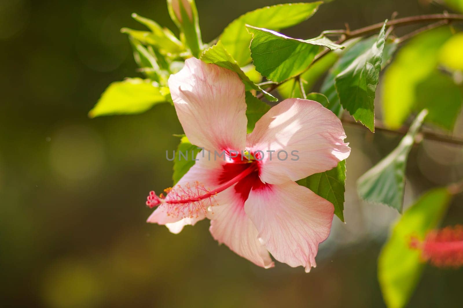 Beautiful Pink Hibiscus flower in full bloom.pink flower and green stem