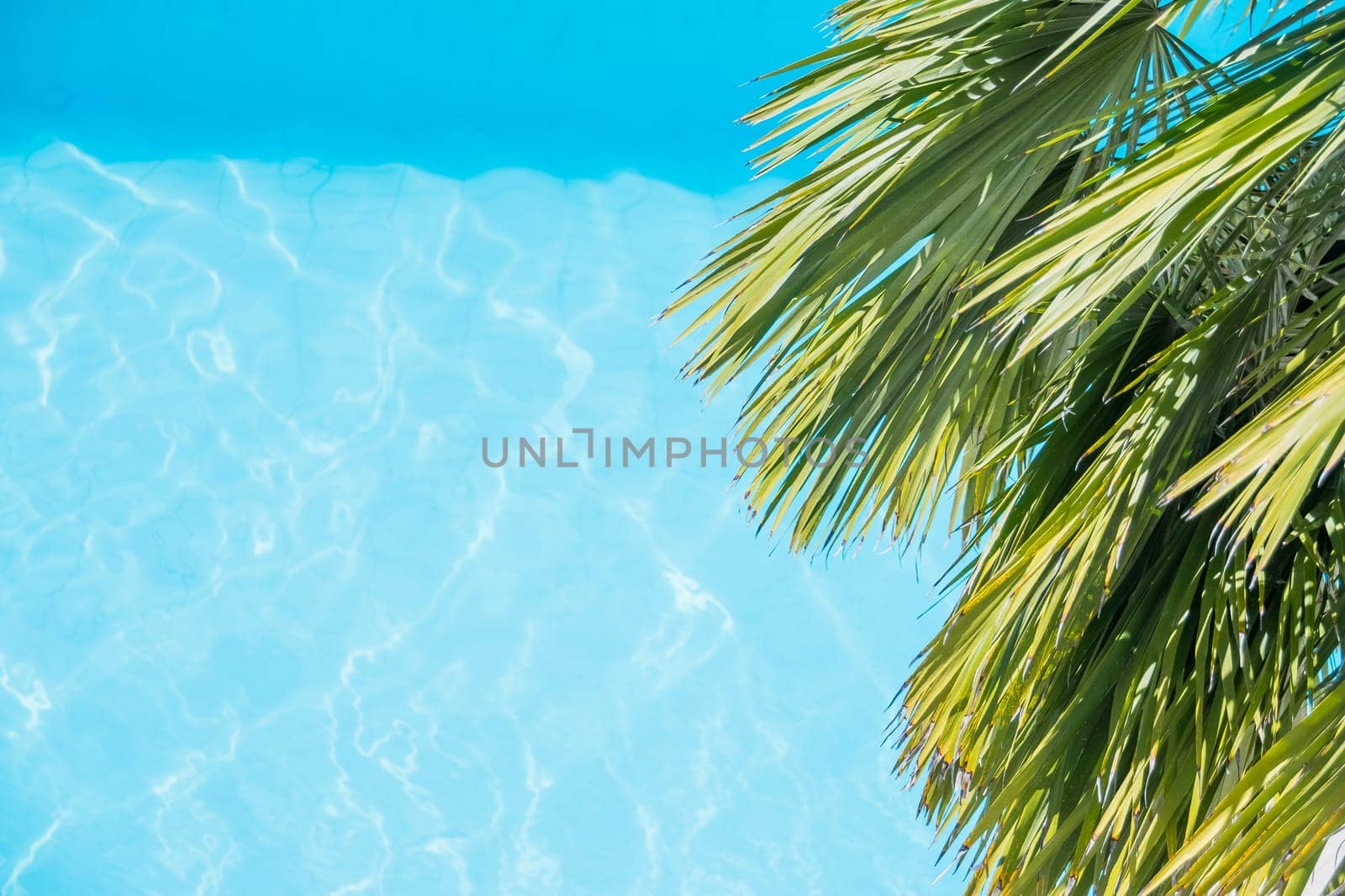 Palm tree branches on the tropical beach..palm leaves on blue water background.