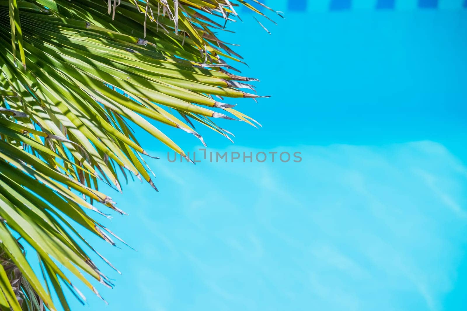 Tropical palm leaf on blue background. Top view. Copy space.