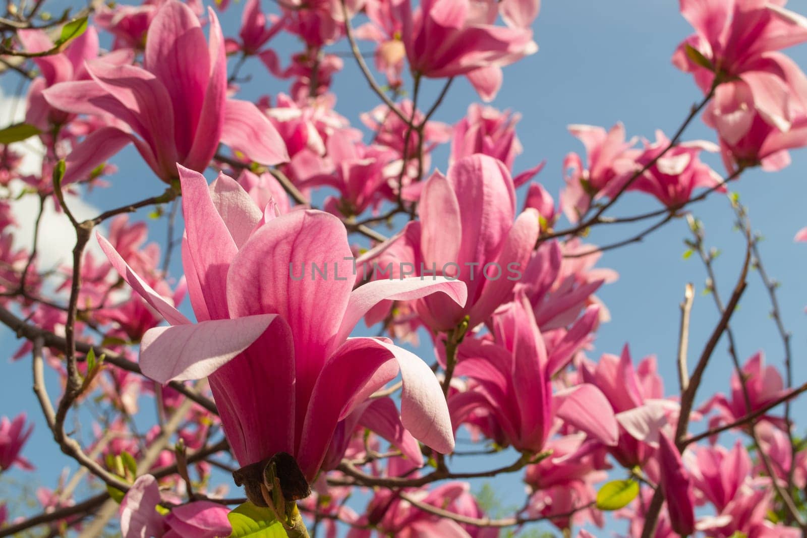 Gentle pink Magnolia soulangeana Flower on a twig blooming against clear blue sky at spring