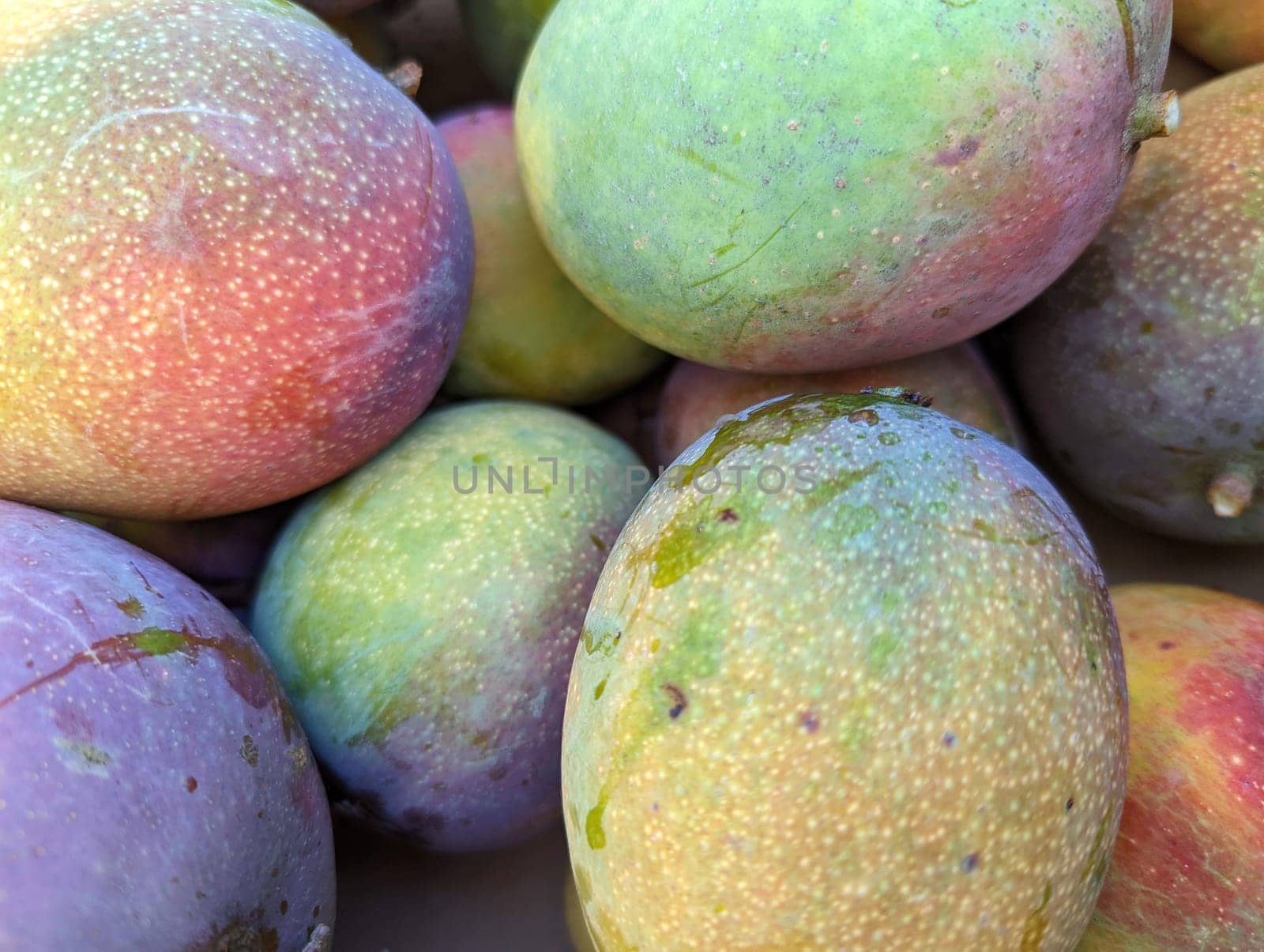A close-up of sun-kissed Hayden mangoes of different sizes hanging in a pile on Oahu, Hawaii. These delicious and juicy mangoes are a staple of Hawaiian cuisine and are enjoyed by locals and tourists alike.