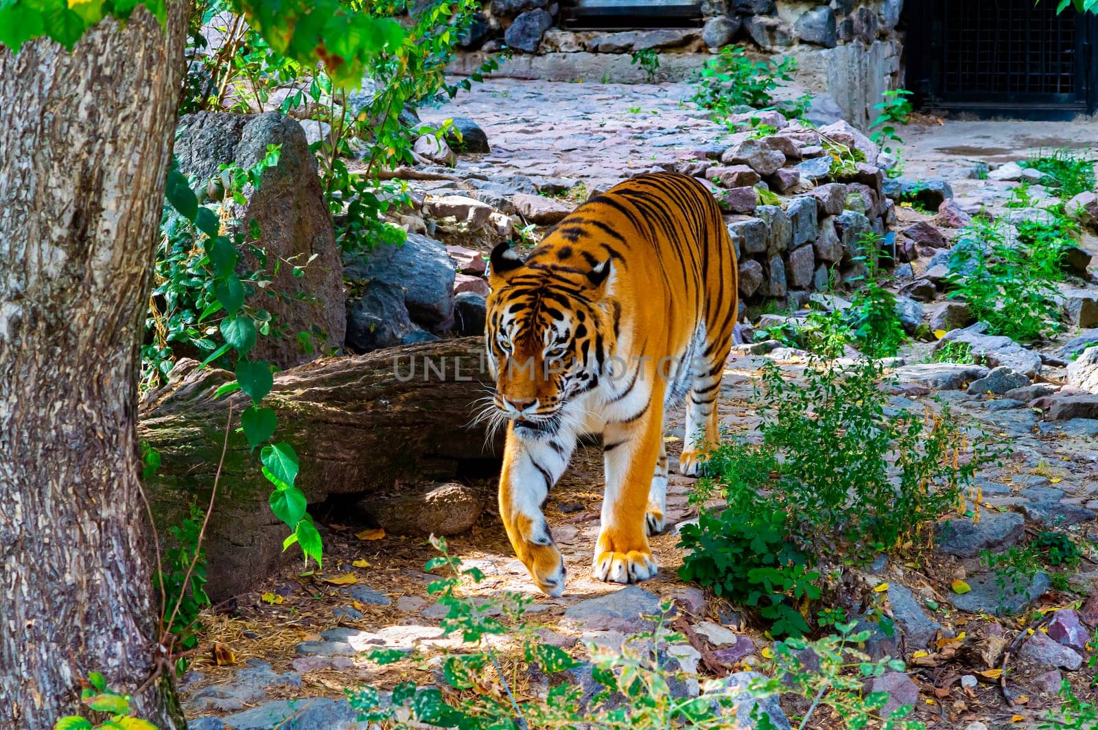 Predatory animal tiger is preparing to hunt. Panthera tigris. Animal tiger. Wild cat. Natural hunting. Animal world. Graceful walk. The beauty of the wild. The cat family. Hunter on the hunt.