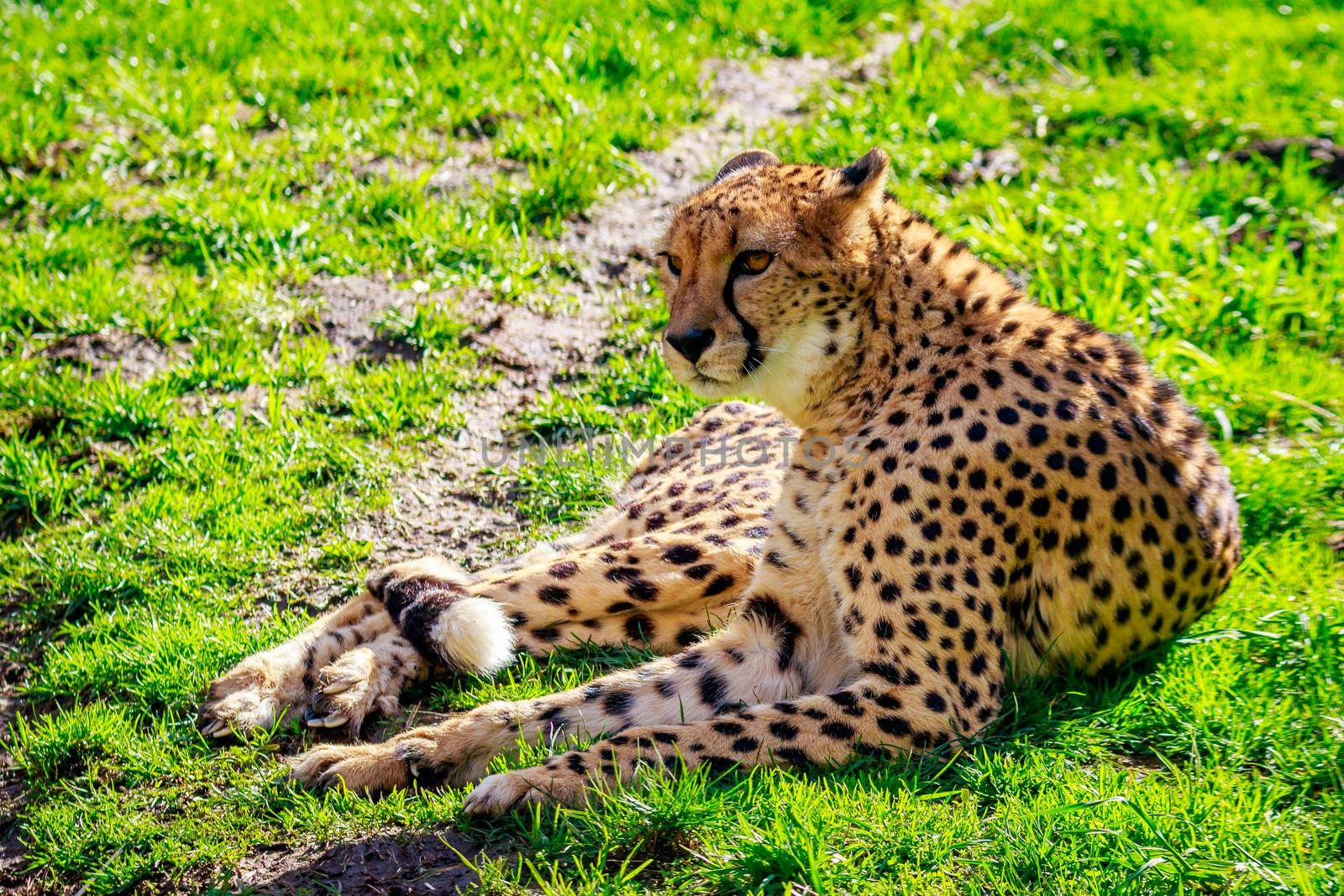 An Amur leopard lies on the grass.